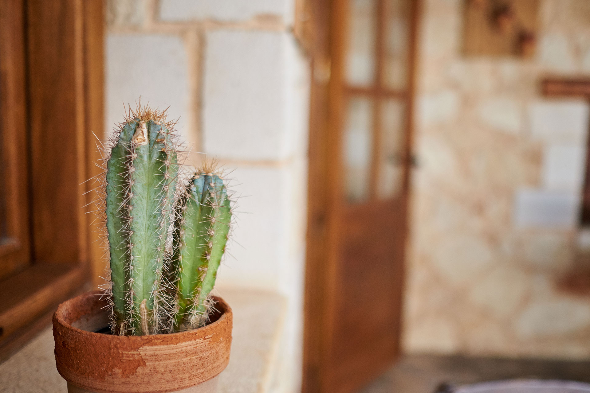 Εικόνα με διακοσμημένο κάκτο 